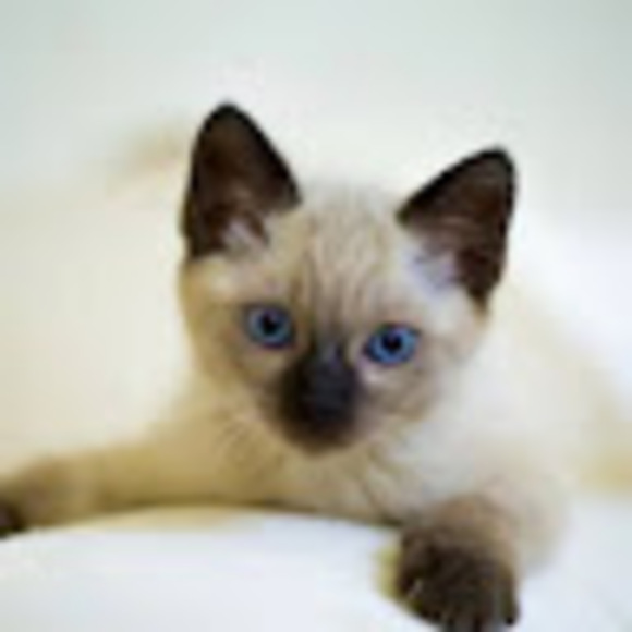 catibarney